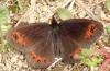 Erebia meolans